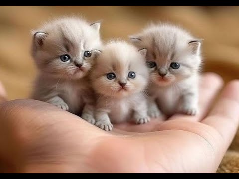 🐈 The most funny and beautiful kittens in the world! 🐕 Funny video with cats and kittens! 🐱