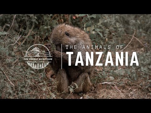 African Safari | What Wildlife Can You See in Tanzania? (4K)