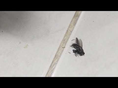 Larvae emerge from dead flies