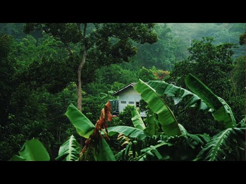 Rainforest sounds 🌴 with thunder, rain and birds sounds for sleep, study and meditation