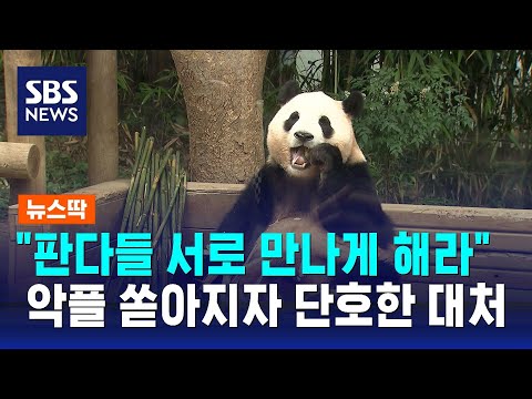 '푸바오 할아버지' 강철원 사육사에 악플 쇄도...입장문 낸 뿌빠TV / SBS / 뉴스딱