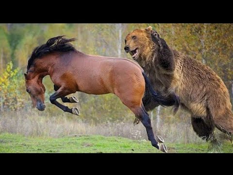 Bear vs Horses | Grizzly Bear hunting Wild Horses