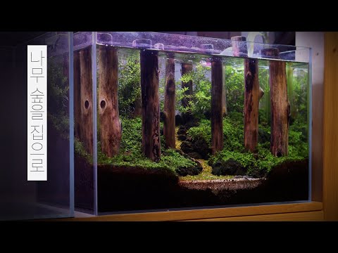 [ENG] 나무 숲을 집으로 | 물멍 | Tree Forest | Aquarium | MulMung