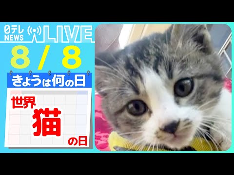 【きょうは何の日】「世界猫の日」 ネコ2匹が「やばい」連発！　まるで会話&hellip;/目を開いたまま眠るネコ　など――ニュースまとめライブ（日テレNEWS LIVE）