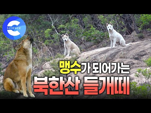 북한산에 나타난 들개떼 🐕 | 들개의 야생 본능 | 귀여운 새끼 들개 | 들개 포획 | 유기견 | 들개 잔혹사