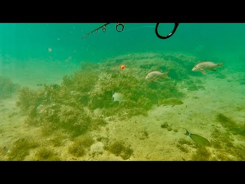 海の中で釣りした結果&hellip;