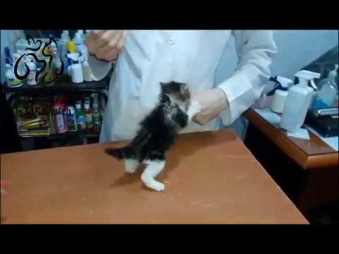 tiny angry cat at vet clinic