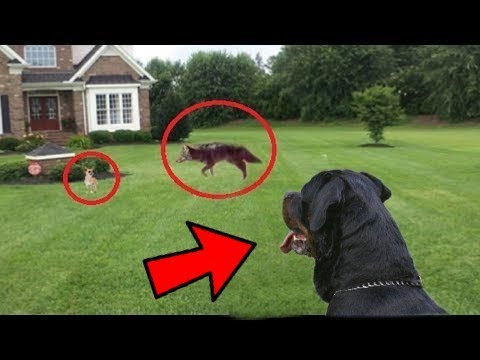 ROTTWEILER Salva a CHIHUAHUA De COYOTE!!! | Top 8 Cuando PERROS PODEROSOS Protegen a Sus Amigos