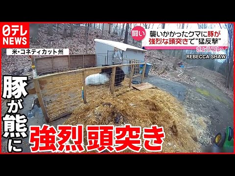 【強烈&ldquo;頭突き&rdquo;】クマがブタ襲撃も猛反撃に&hellip;  アメリカ