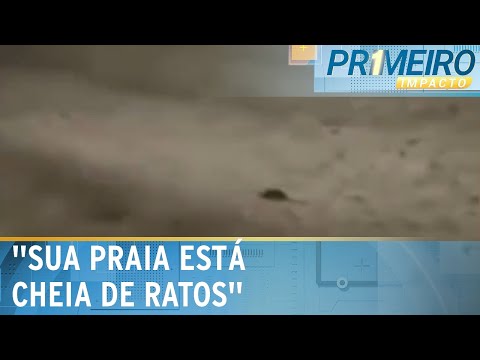 Ratos s&atilde;o flagrados em areia de praia em Santa Catarina | Primeiro Impacto (23/01/24)