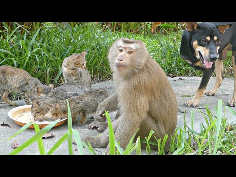 It Look Delicious! Old Monkey Eats Long Bean And Little Cats Eat Rice With Smoked Fish