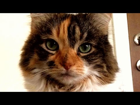 This cat talks human. But just one word.