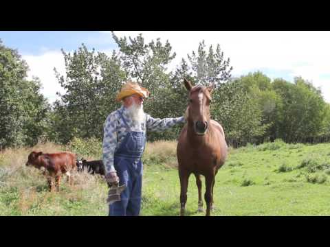 Old MacDonald Had a Farm in English (Real Animals)