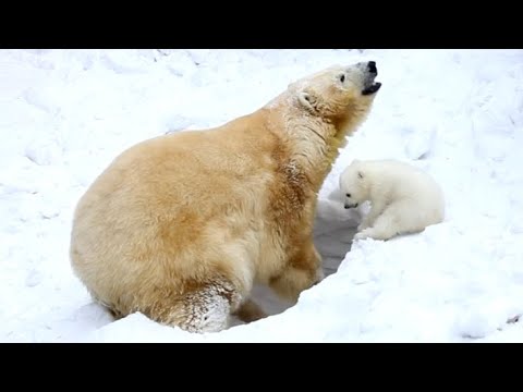 Curious &amp; Adorable Polar Bear Cub Falls Into A Lair While Playing Around Mama Bear Digging A Den