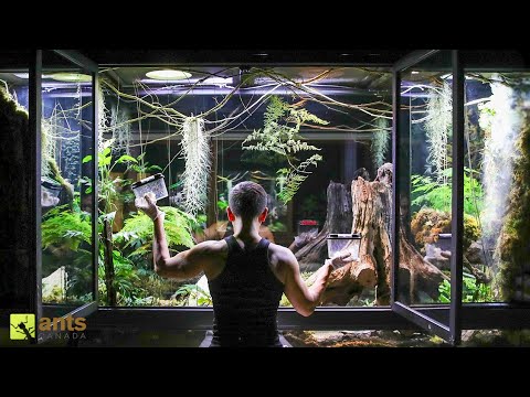 I Added Animals Into My Giant Rainforest Vivarium