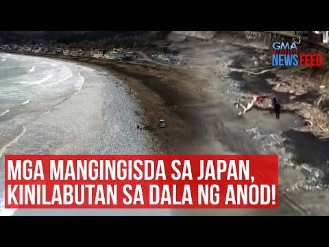 Mga mangingisda sa Japan, kinilabutan sa dala ng anod!  | GMA Integrated Newsfeed