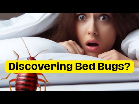 What To Do If You Find Bed Bugs At Home