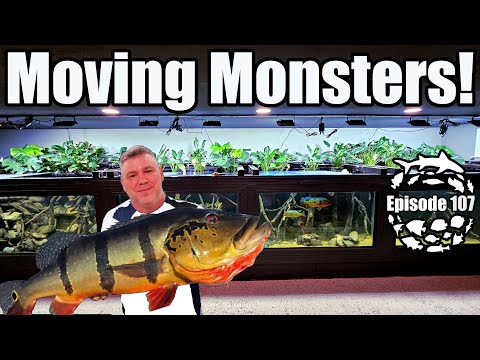 Moving Monster Fish into the 4500 Gallon Xingu River Aquarium &amp; 3 Big DIY Projects Begin!