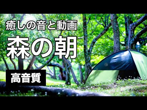 ASMR【癒しの音動画】森の朝、鳥の声、水の音