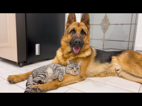 The German Shepherd is the Best Friend for Cats