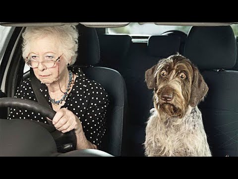 'Brave' dogs reaction when realize he's going to the Vet 🤣Funny Dog Reaction