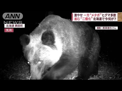 激やせとメタボ　進む&ldquo;二極化&rdquo;背景にクマ同士の「熾烈な生存競争」(2023年11月8日)