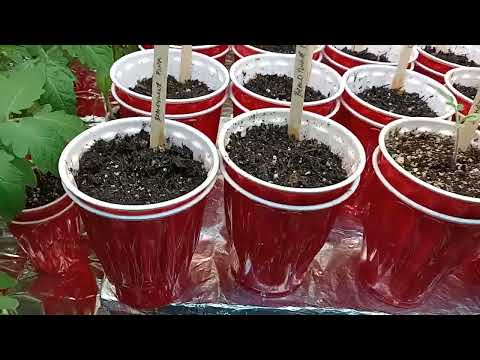 World's 🌎 Best way to grow HUGE Tomato Seedlings 🌱