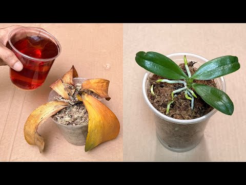 Pour only once! Rotten orchids instantly revive in this easy way