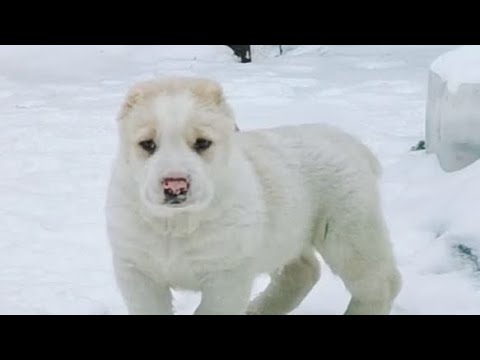 Самый бесстрашный щенок среднеазиатской овчарки (алабай). The most fearless puppy  Alabai...