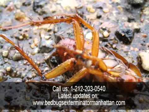 Residential Pest Control Services in Manhattan NYC