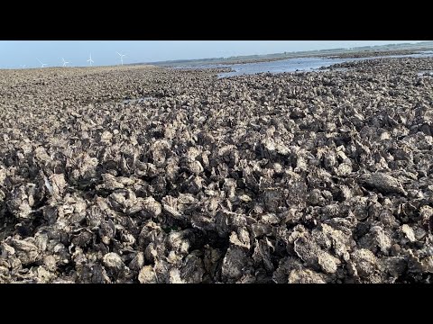 Fresh oysters &amp; how to eat them! adventures, oyster fishing in Zeeland, The Netherlands things to do