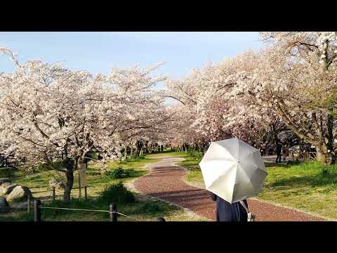 五条川の桜2022 4 5