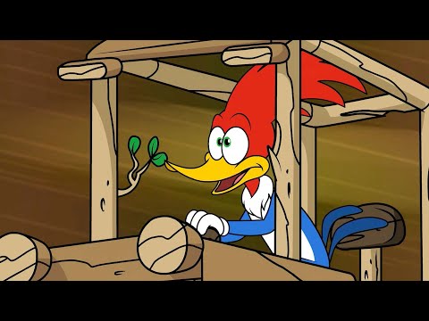 The race to be the best | Woody Woodpecker