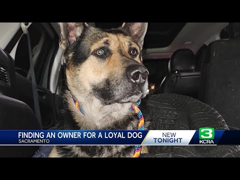 Natomas woman searching for a rescue foster home after dog leads her to owners body