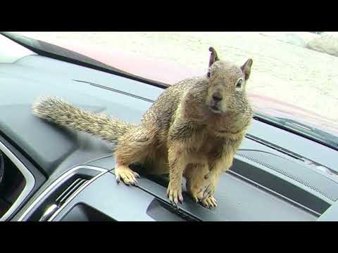 Morro Rock Dashboard Squirrel ~ June 26th, 2022