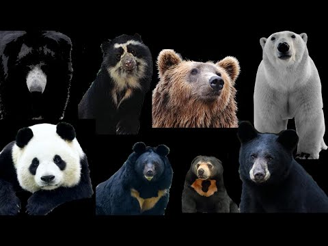 BEARS - 8 types of species