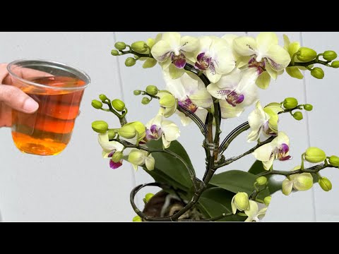 Only pour once! Orchids immediately bloom all year round in this easy way