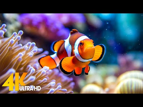 Aquarium 4K VIDEO (ULTRA HD) 🐠 Beautiful Coral Reef Fish - Relaxing Sleep Meditation Music