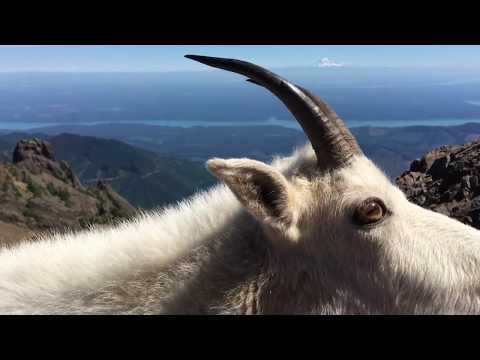 Mountain goat greets me up at the summit of Mt. Ellinor in Washington.