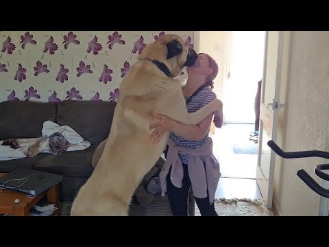 Kangal Greets His Owner