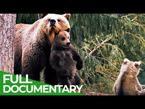 Three Bear Cubs - Growing Up in a Dangerous World | Free Documentary Nature