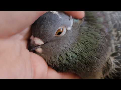 How do you know you have a happy pigeon?