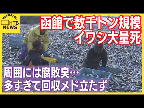 函館のイワシ大量死　流れ着いた量は数千トン規模　市と道が対応を協議も魚の数多すぎて回収のめど立たず