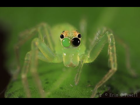 Jumping spider eye movement (Lyssomanes viridis)