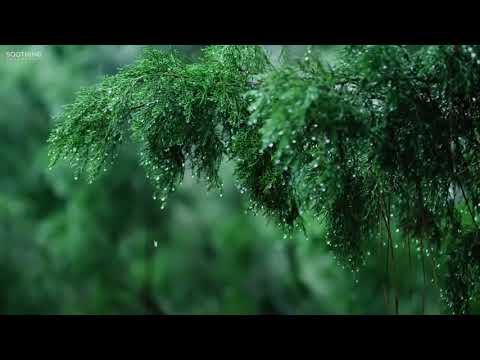 Nhạc Piano Nhẹ Nh&agrave;ng C&ugrave;ng Tiếng Mưa Rơi Gi&uacute;p Gi&atilde;m Stress  Relaxing Music &amp; Soft Rain Sounds