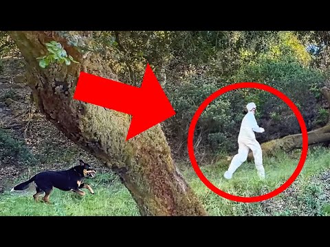 How to Escape a Police Sniffing Dog