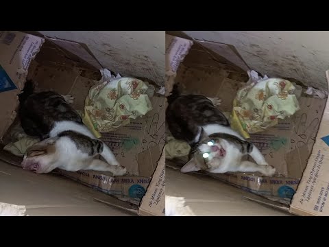 Kucing Epilepsi sedang kumat kejang-kejang.