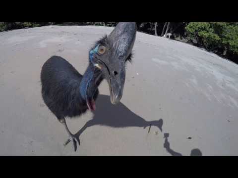 Wild Cassowary Chases Girl on the Beach