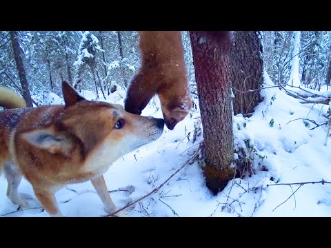 Ходовая охота на косачей. Поймали на капкан первую куницу.