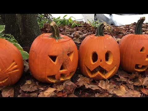 Happy Halloween with The Pumpkin Song!